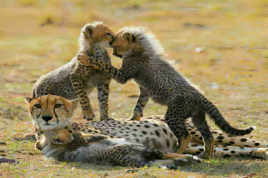 7-Day Premium Kenya Sopa Lodges Safari