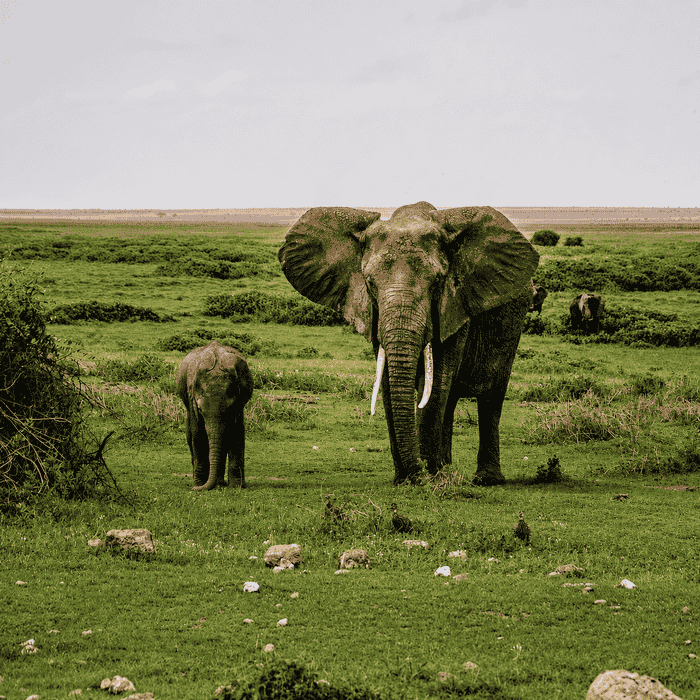 Kenya safari destinations