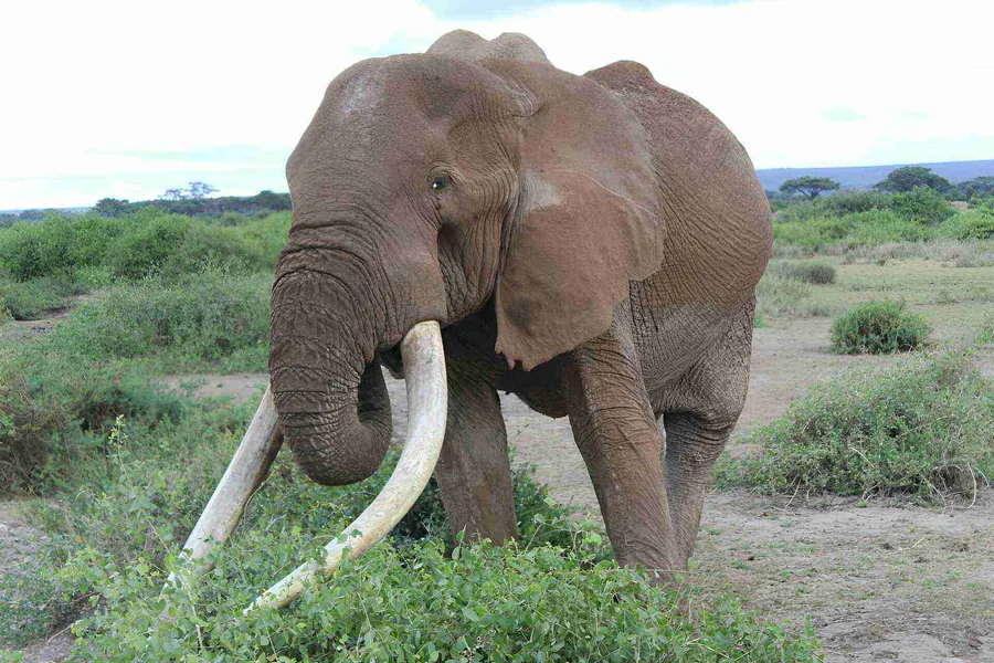 Ngorongoro Conservancy experience