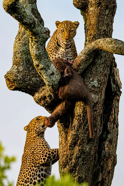Rwanda safari destination