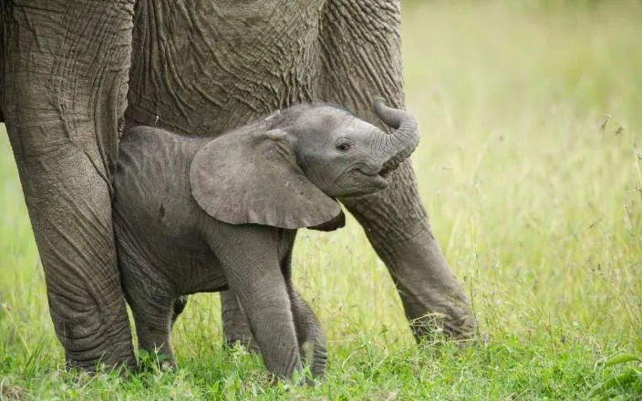 Ol Pejeta Conservancy safari