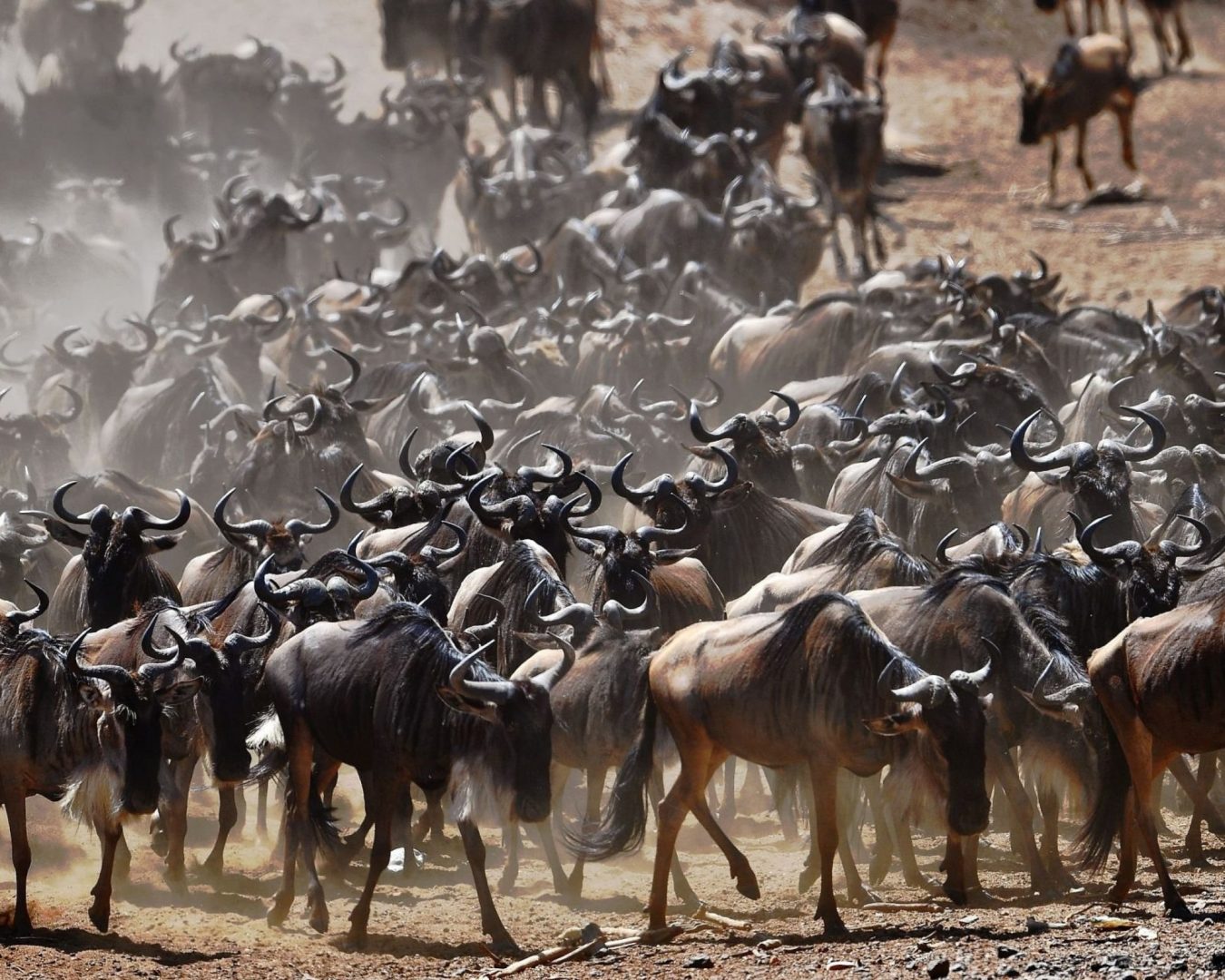 Maasai-mara-wild-beast-migration