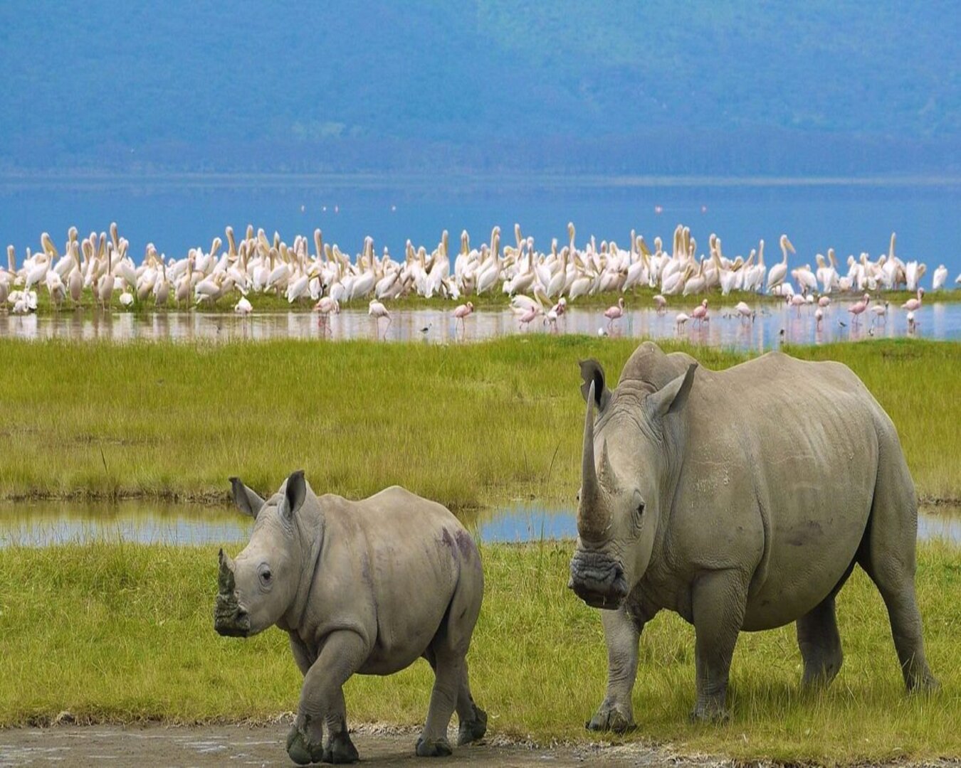 Nakuru National Park(1)