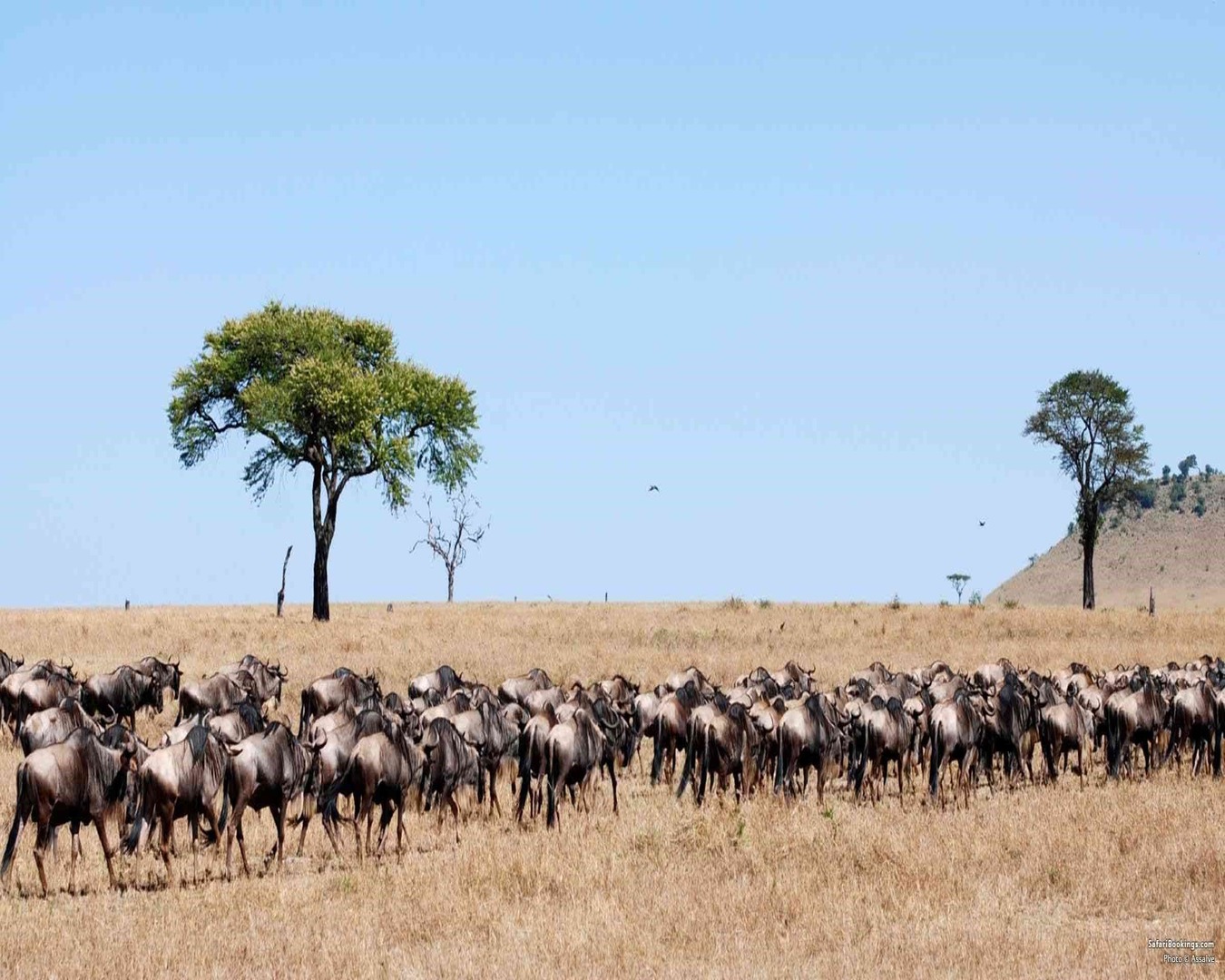 kenya-tanzania-connect-with-extra-miles-wildlife-safaris