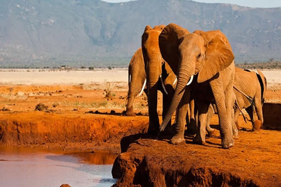 tours/1-day-trip-to-tsavo-east-national-park-with-extra-miles