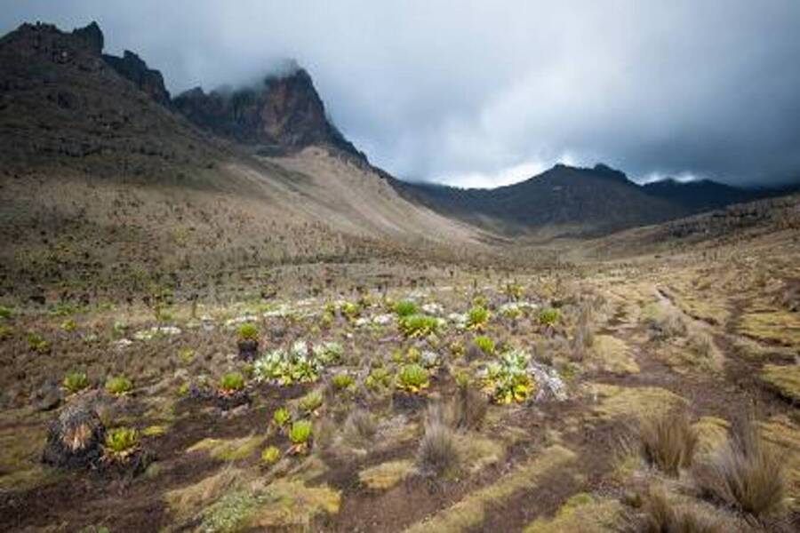Mt Kenya