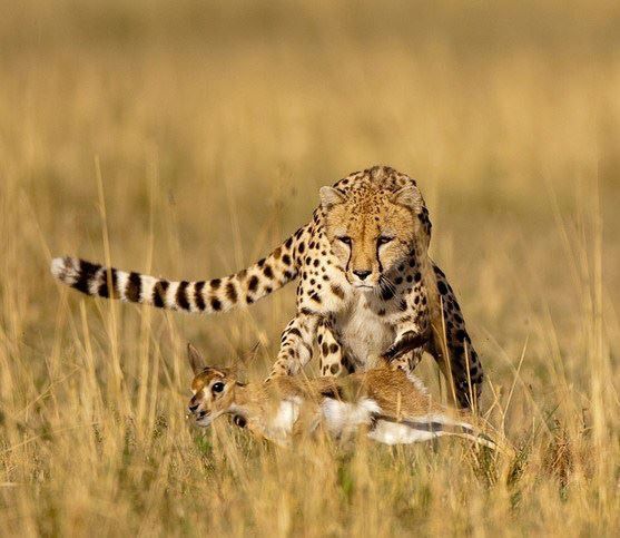 4 Days Masai Mara and Lake Nakuru Safari