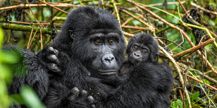 6 Days Rwanda Wildlife and Primates Safari