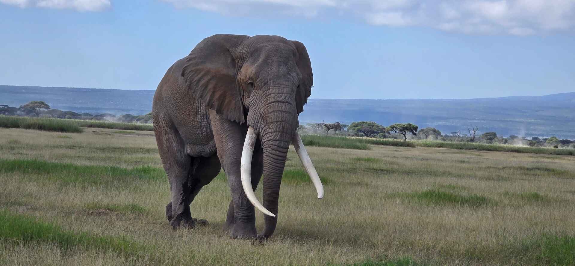 9-Day Ultimate Kenya and Tanzania Safari Experience