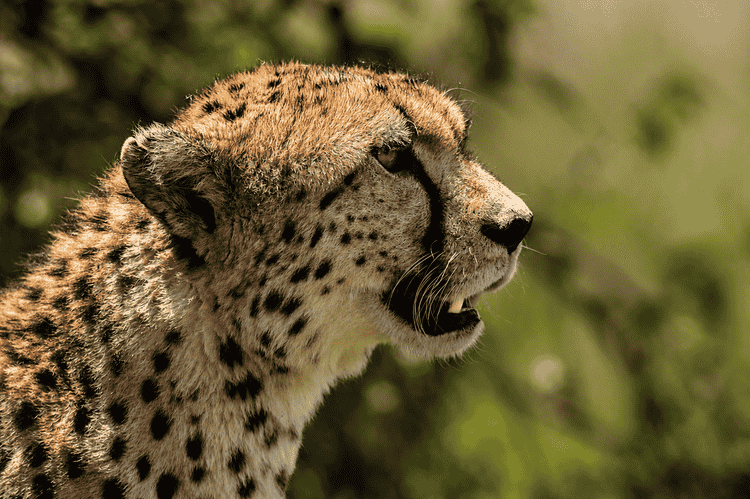 The Grand East African Luxury Safari