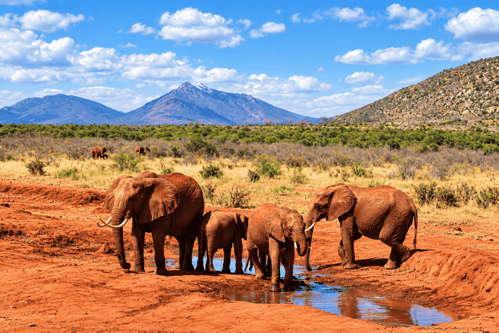 4-Day Amboseli & Tsavo West Safari Adventure