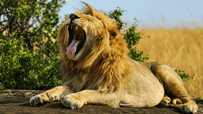 8-Day Magical Kenya & Tanzania Safari