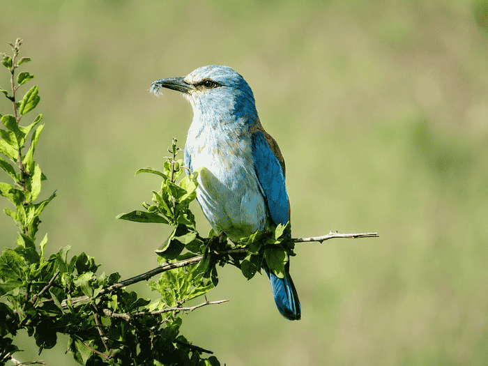 8-Day Magical Kenya & Tanzania Safari safari image