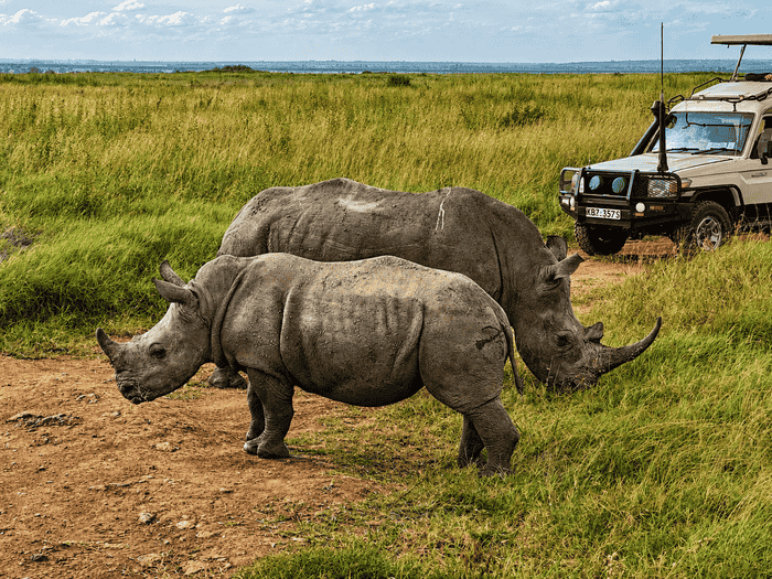 1-Day Nairobi Wildlife & Culture Experience