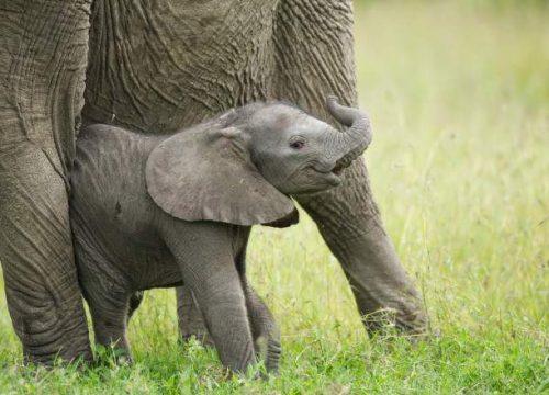 4 - Days Exclusive Kenya Safari Experience – Samburu & Ol Pejeta