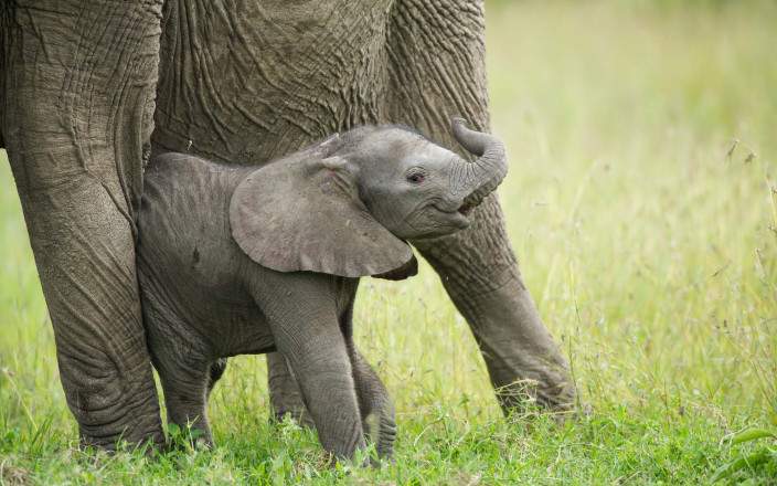 4 - Days Exclusive Kenya Safari Experience – Samburu & Ol Pejeta