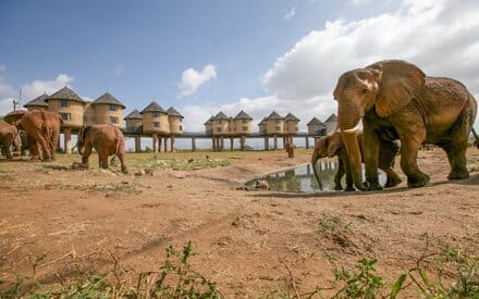2 Days Salt Lick Safari Lodge Getaway