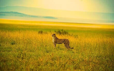 4 Days Ultra-Luxury Safari to Mara and Lake Nakuru