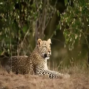 Kenya-Safari