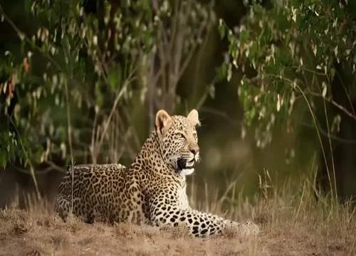10-Day Kenya Safari