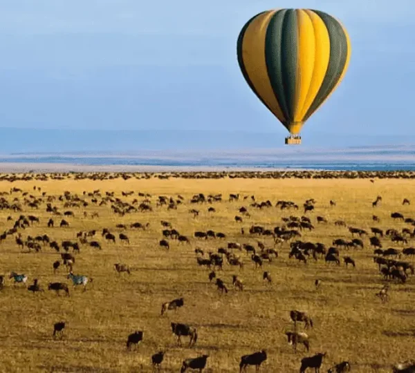 Wildebeest Migration Safari
