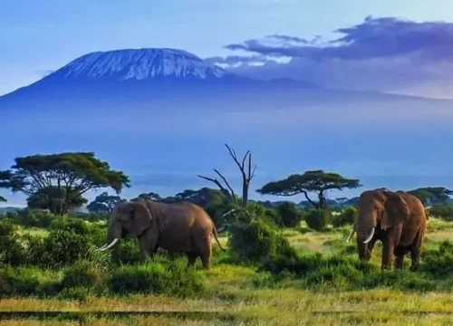 Kenya Premium Safari
