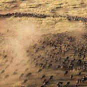 Wildebeest Migration